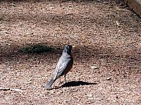 FAUNE 4 (33).JPG